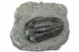 Detailed Hollardops Trilobite Fossil - Ofaten, Morocco #346536-3